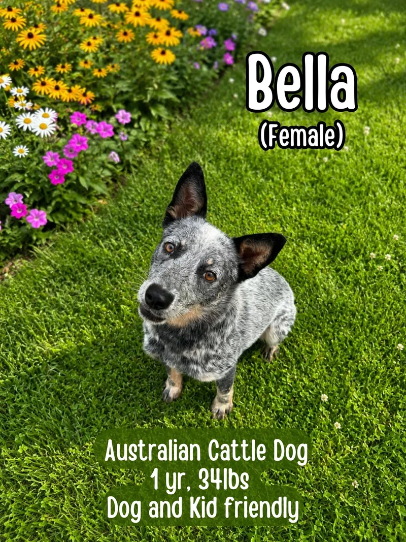 A young medium-sized female Merle (Blue) Australian Cattle Dog / Blue Heeler dog named Bella for adoption in Lancaster, KY