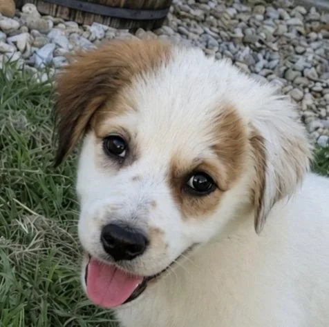 A baby medium-sized female Australian Shepherd dog named Sugar Belle for adoption in Dallas, TX