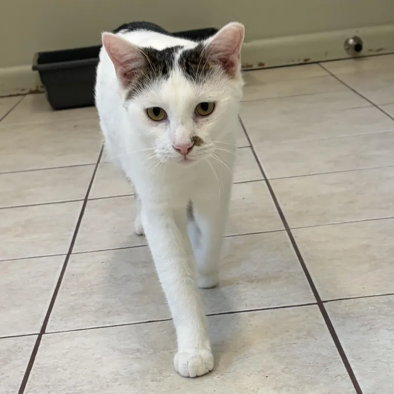 A young medium-sized male White Domestic Short Hair cat named Turkey for adoption in Southold, NY