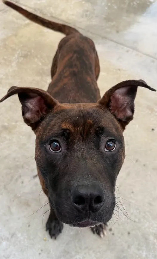A young medium-sized male Mixed Breed dog named Dillard for adoption in Warren, OH