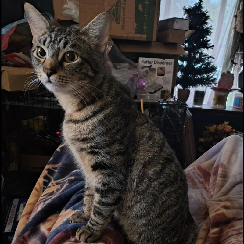 An adult medium-sized male Tabby (Gray / Blue / Silver) Domestic Short Hair cat named Sebastian for adoption in Maryville, TN