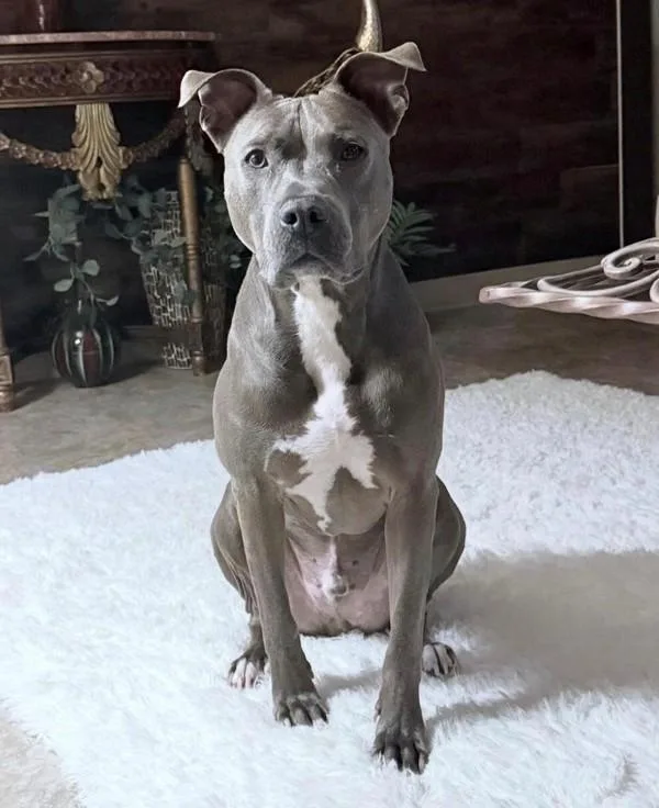 An adult large-sized male Pit Bull Terrier dog named Roadie for adoption in Skillman, NJ