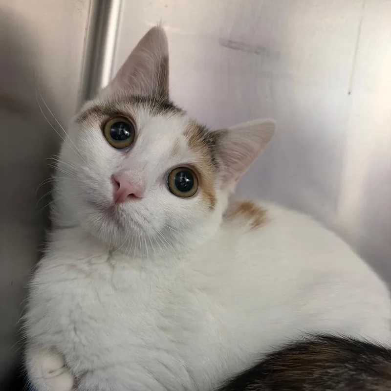 A baby small-sized female White Domestic Short Hair cat named Dust for adoption in Newport, NC