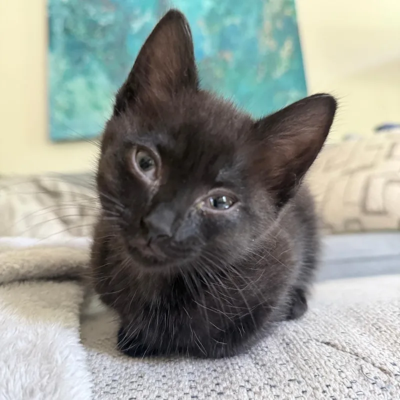 Rhea aka Juno thumbnail 3