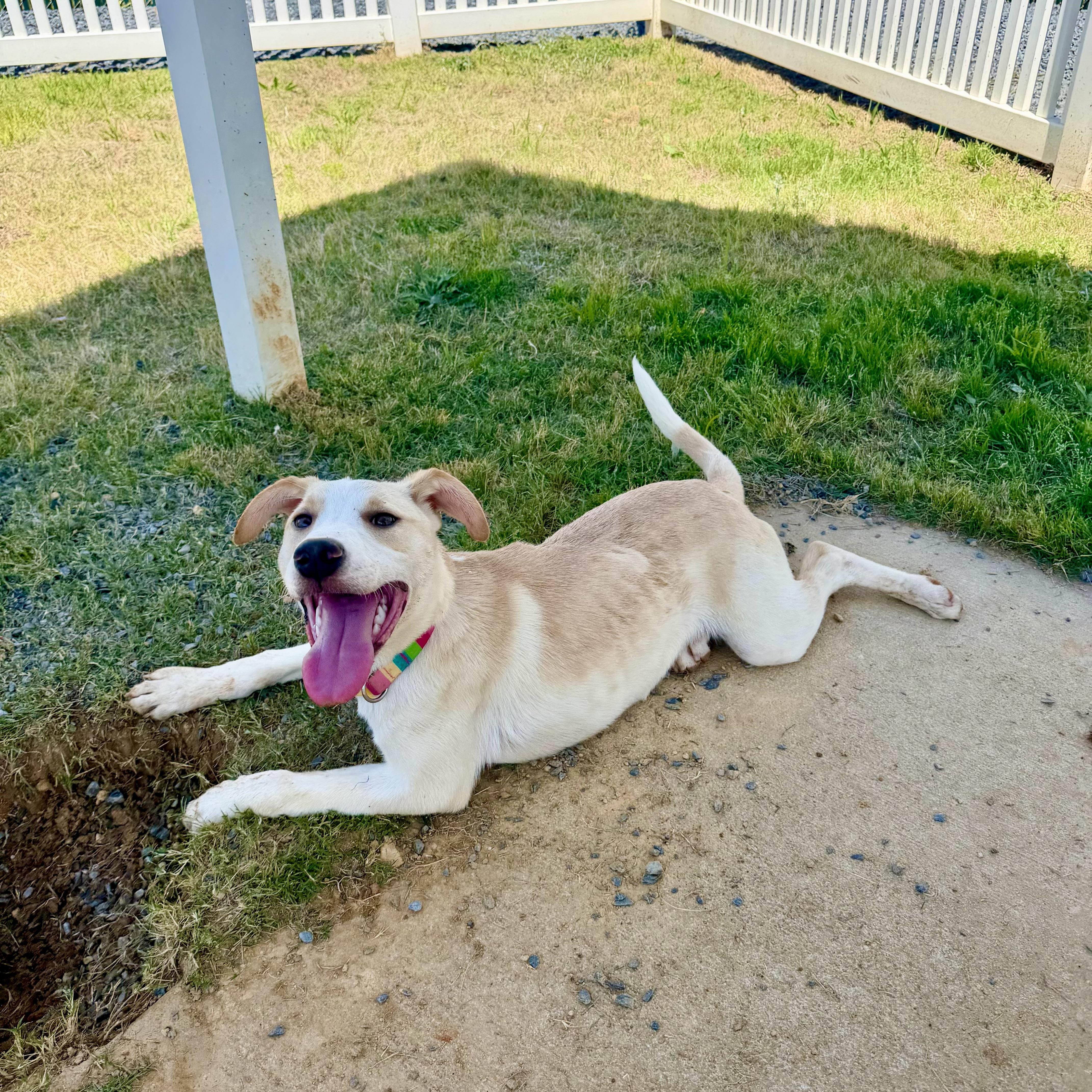 A young medium-sized female Apricot / Beige Hound dog named Kara for adoption in Paramus, NJ