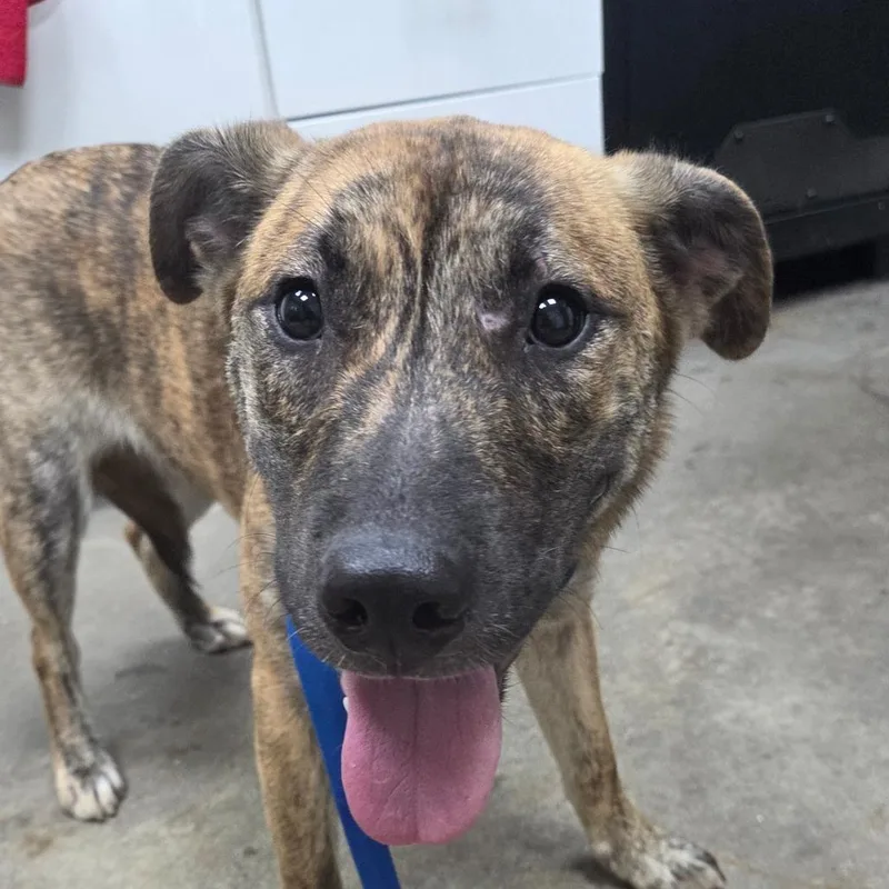 An adult medium-sized female Brown / Chocolate Labrador Retriever dog named Chancla for adoption in Madisonville, KY