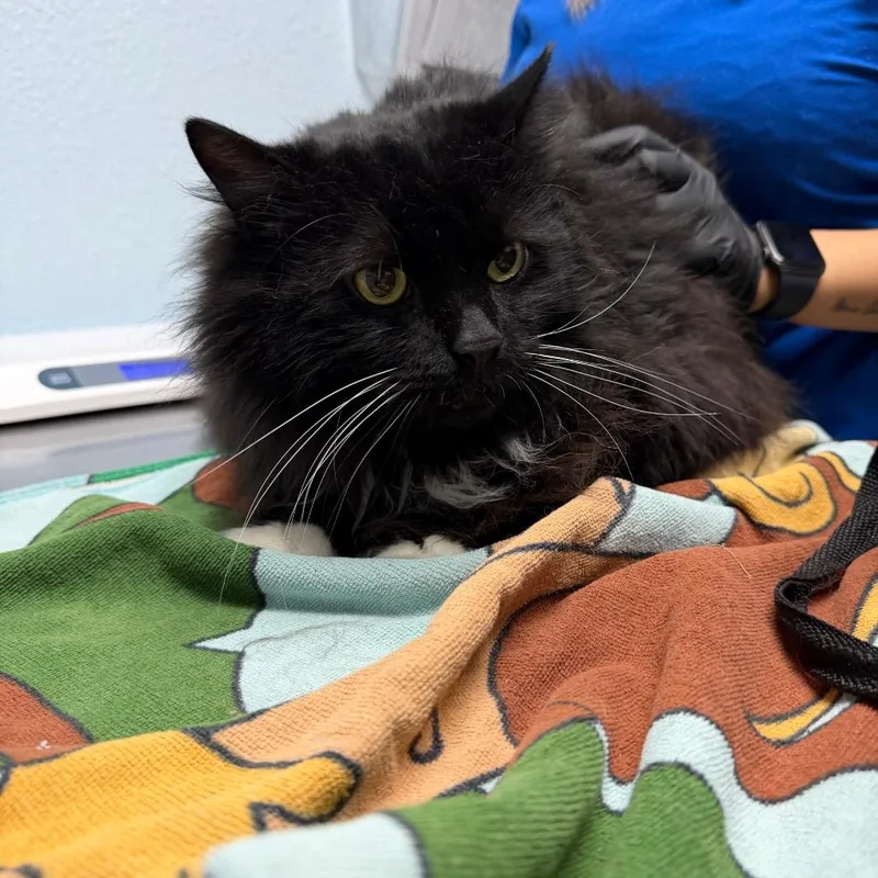 A senior extra large-sized male Black Domestic Long Hair cat named Gumbo for adoption in Riverside, CA