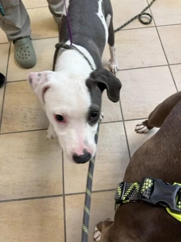 A baby medium-sized male Pit Bull Terrier dog named Martine for adoption in Virginia Beach, VA