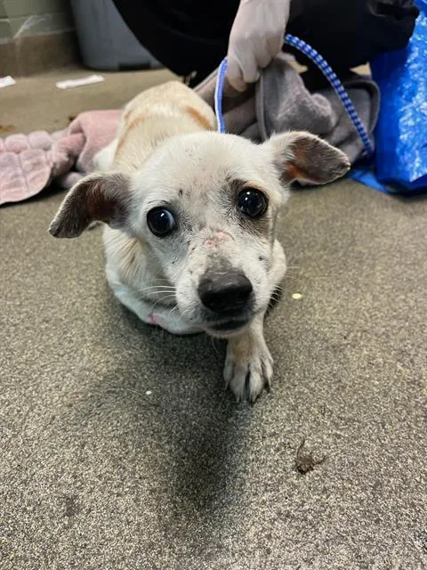 A young small-sized male Mixed Breed dog named Dudley for adoption in Jacksonville, FL