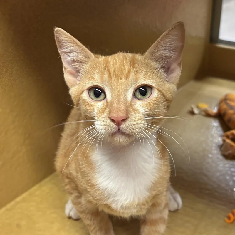 A baby medium-sized female Orange / Red Domestic Short Hair cat named Sierra for adoption in Sonora, CA