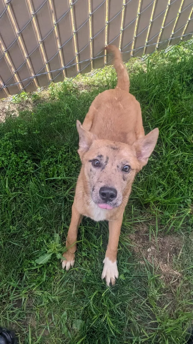 A young medium-sized female Yellow / Tan / Blond / Fawn Catahoula Leopard Dog dog named Pippa for adoption in Tiffin, OH