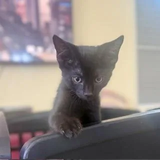 Beans