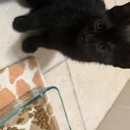 Beans thumbnail 2