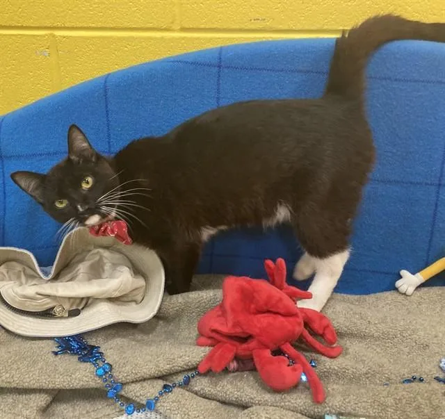 A young small-sized male Domestic Short Hair cat named Marty for adoption in Upper Marlboro, MD