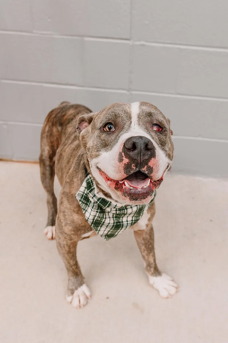 An adult medium-sized male Brindle Terrier dog named Watson for adoption in Lancaster, SC