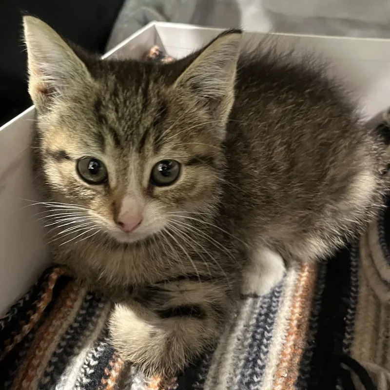 A baby small-sized male Gray / Blue / Silver American Shorthair cat named Pickles for adoption in Oak Park, IL