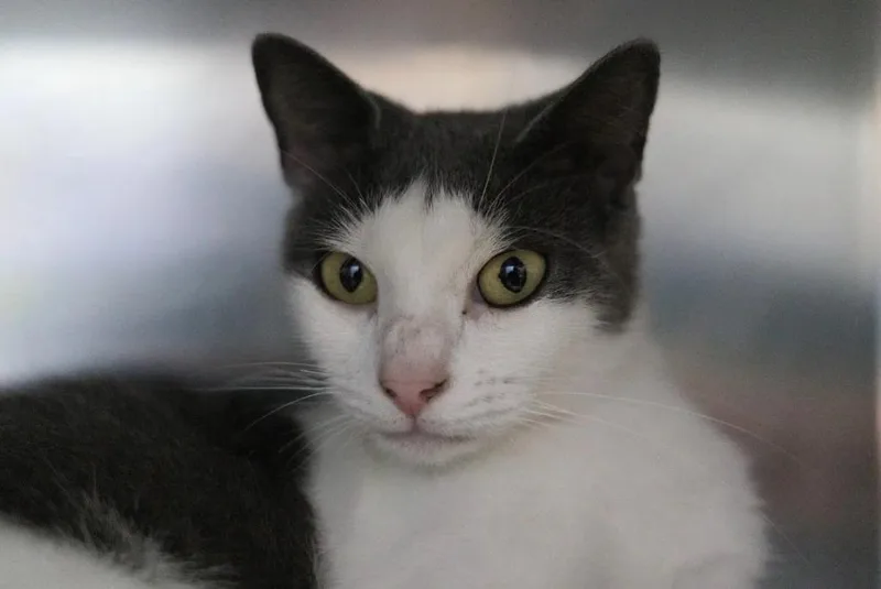 A young medium-sized female Domestic Short Hair cat named Caiatl for adoption in Kingsland, GA