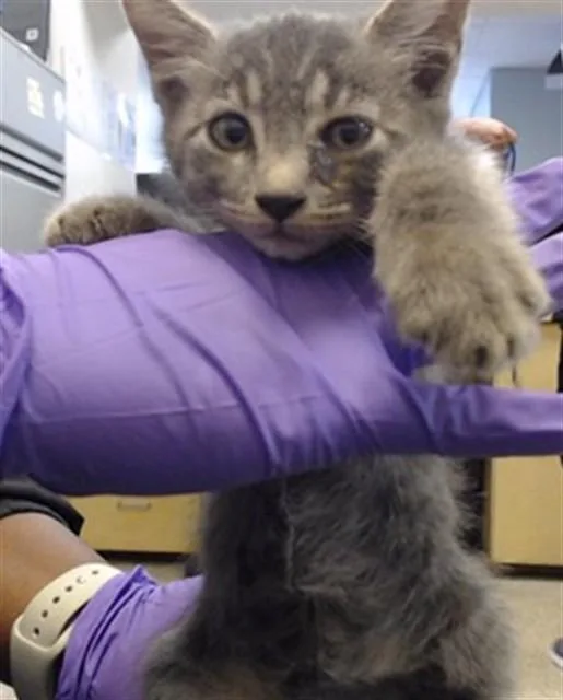 A baby small-sized male Domestic Short Hair cat named Indigo for adoption in Miami, FL