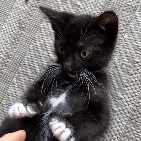 A baby small-sized female Black Domestic Short Hair cat named Boots for adoption in Los Angeles, CA