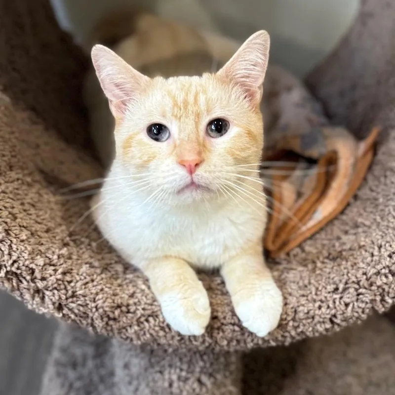 An adult small-sized male Flame Point Domestic Short Hair cat named Loreseeker for adoption in Fredericksburg, VA