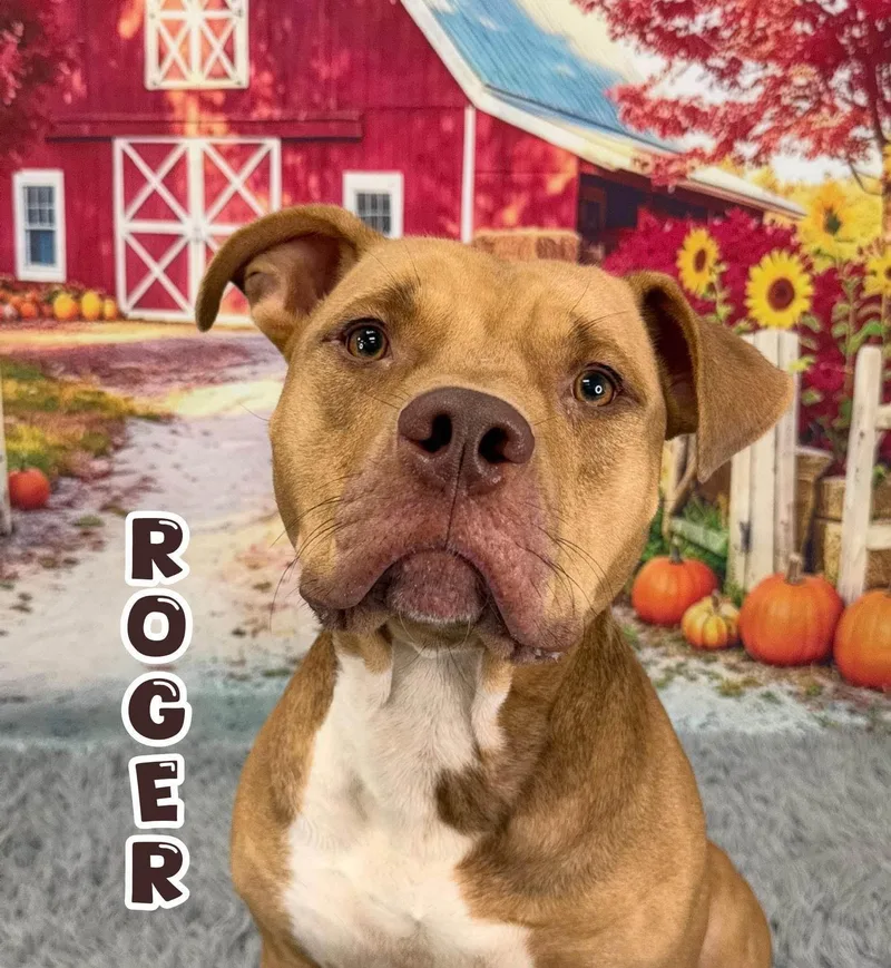 An adult medium-sized male Yellow / Tan / Blond / Fawn Mixed Breed dog named Roger for adoption in Flint, MI