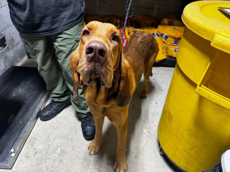 A young medium-sized male Mixed Breed dog named Ole Red for adoption in Shelbyville, TN