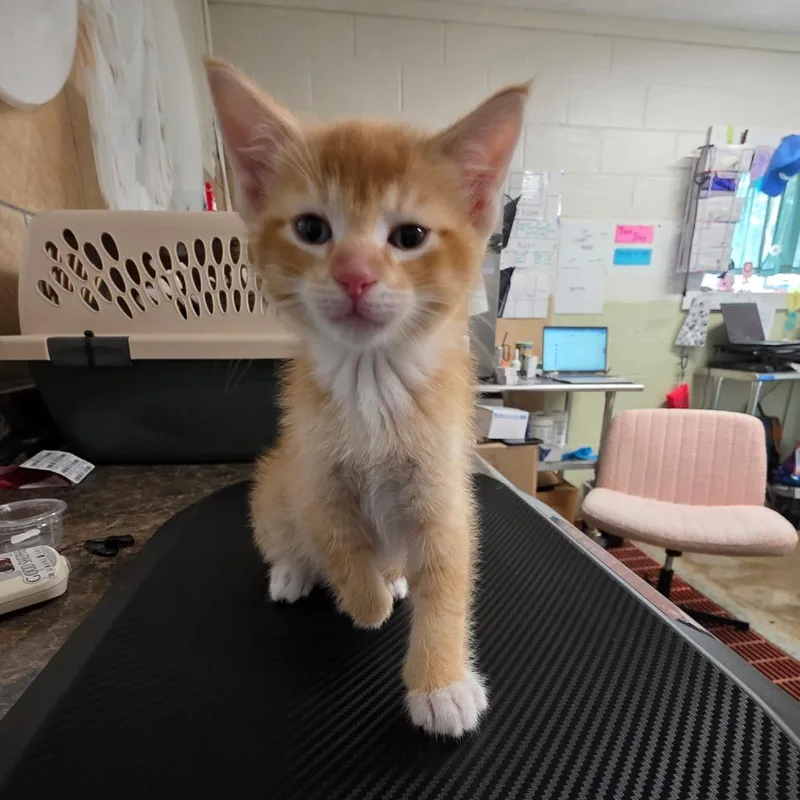 A baby small-sized male Orange / Red Domestic Short Hair cat named Xander for adoption in Eureka Springs, AR