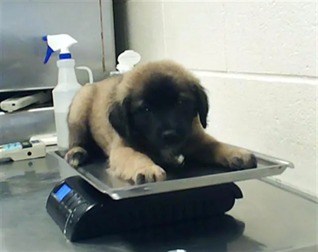 A baby small-sized female Labrador Retriever dog named Esme Cullen for adoption in Fayetteville, NC