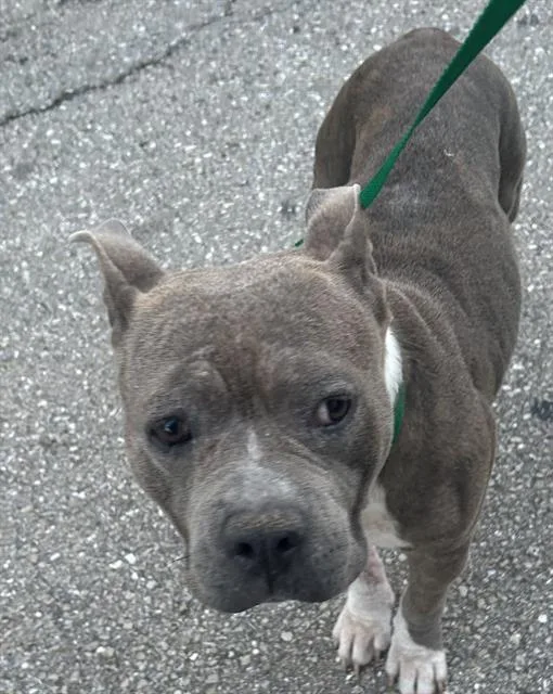 An adult medium-sized female American Staffordshire Terrier dog named Minnie for adoption in Fort Myers, FL