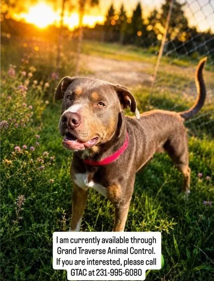 An adult large-sized male Mixed Breed dog named Baxter for adoption in Traverse City, MI