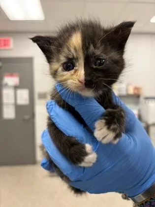 A baby small-sized female Domestic Short Hair cat named Moonpaw for adoption in Gastonia, NC