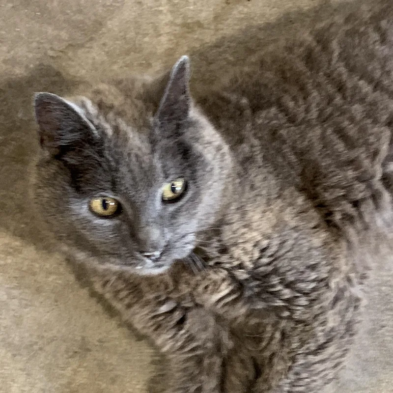 A senior medium-sized female Gray / Blue / Silver Domestic Short Hair cat named Bobbi for adoption in Stockholm, WI