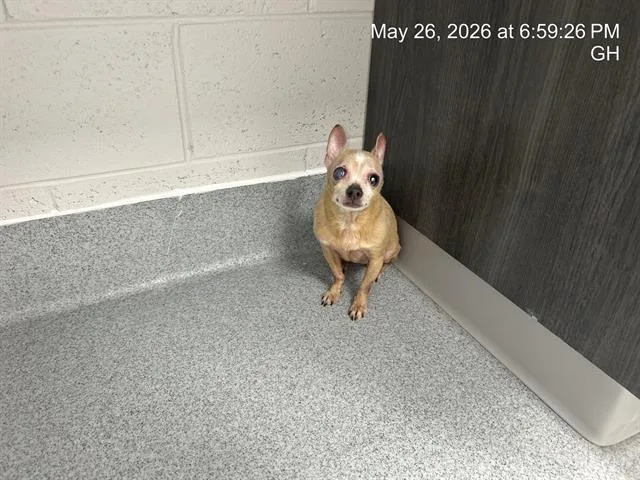A senior small-sized female Chihuahua dog named Mary for adoption in Ocala, FL