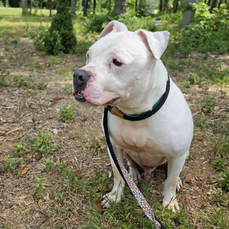 A senior medium-sized male White / Cream American Staffordshire Terrier dog named Ice Hill for adoption in Greensboro, NC