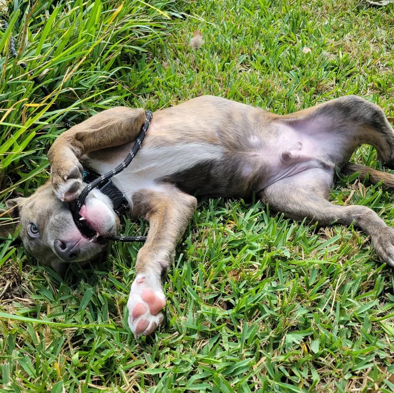 A baby medium-sized male Pit Bull Terrier dog named Theo for adoption in Myrtle Beach, SC