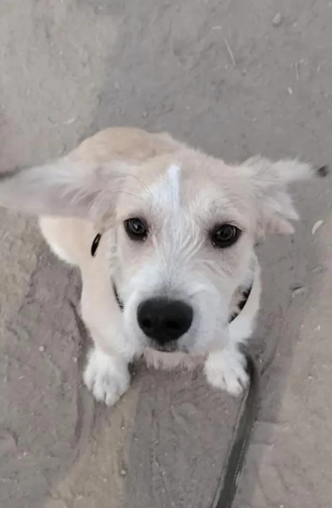 A baby medium-sized male White / Cream Terrier dog named Eddie for adoption in Escondido, CA