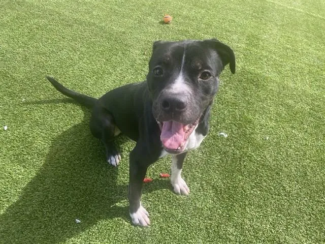 An adult large-sized male Pit Bull Terrier dog named Rocky for adoption in Garland, TX