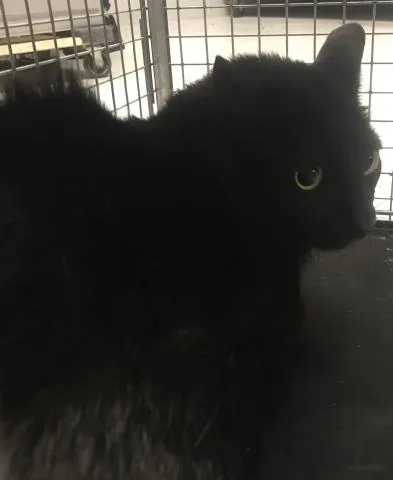 An adult large-sized male Domestic Short Hair cat named Nobu for adoption in Conroe, TX
