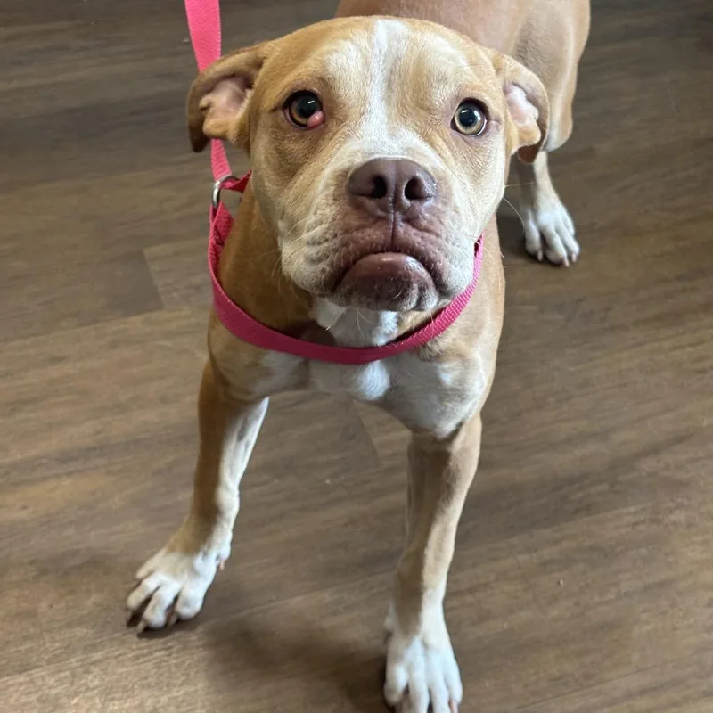 A young medium-sized female Brown / Chocolate Boxer dog named Mona for adoption in League City, TX