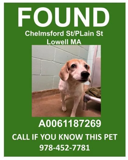 A senior medium-sized female Beagle dog named Paisley for adoption in Lowell, MA