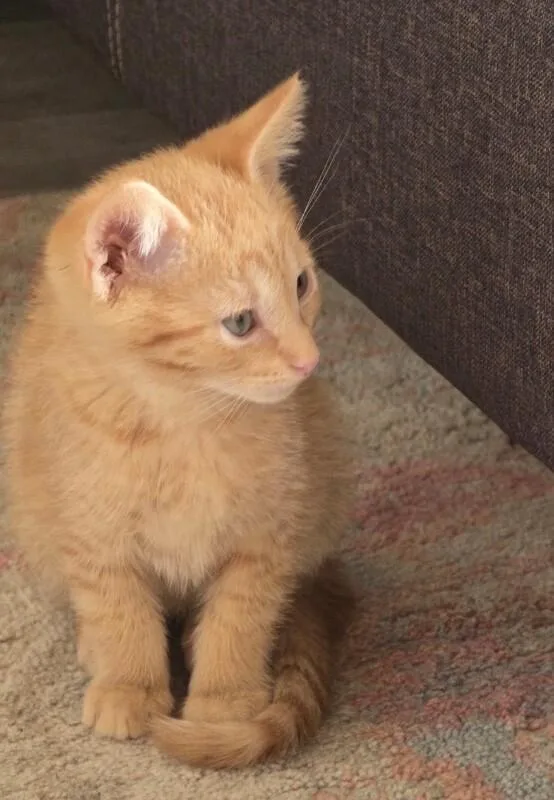 A baby small-sized male Orange / Red Tabby cat named Hagrid Harry Potter for adoption in Anthem, AZ