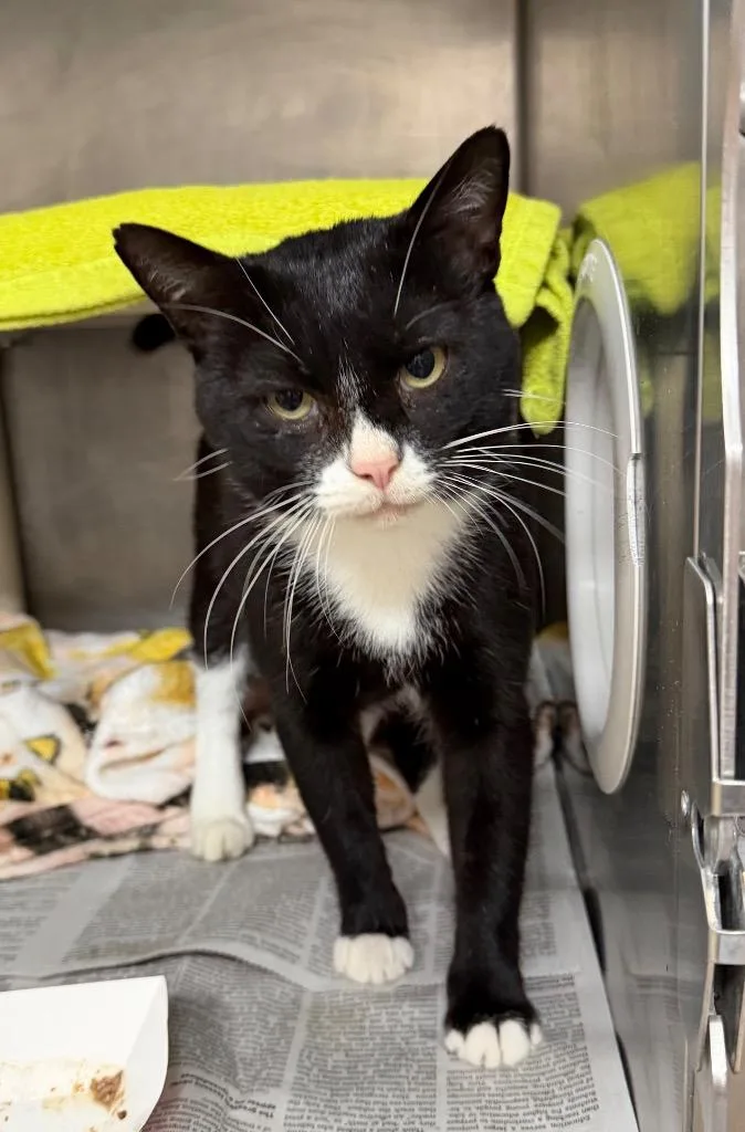An adult medium-sized male Domestic Short Hair cat named Grand Duke of Owls for adoption in Cincinnati, OH