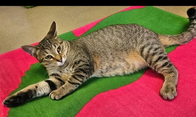 A young small-sized male Domestic Short Hair cat named Bart for adoption in Decatur, IL