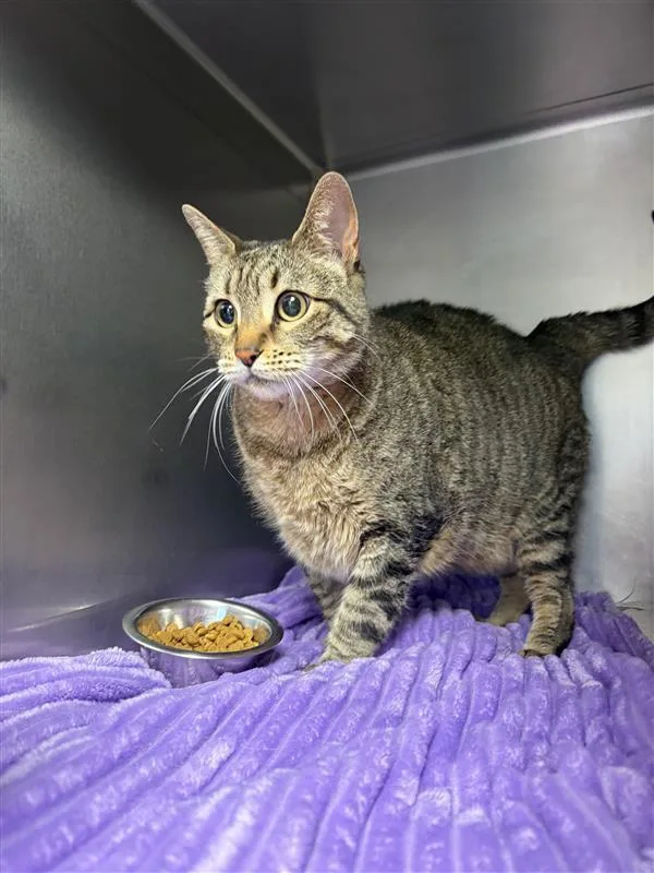 An adult large-sized female Domestic Short Hair cat named Beyonce for adoption in Great Falls, MT