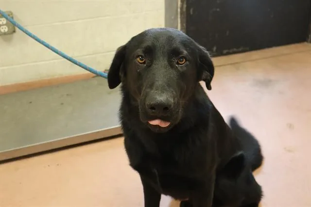 A young large-sized male Mixed Breed dog named Galloway for adoption in Columbia, SC