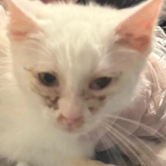 A baby small-sized male White Domestic Medium Hair cat named Welches CranGrape Fruit Concentrate for adoption in Charleston, WV
