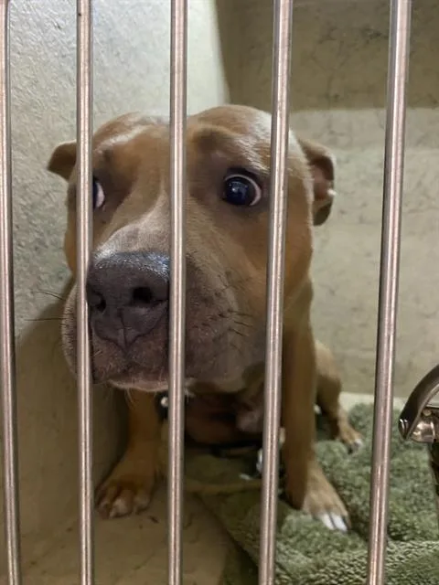 An adult medium-sized male Pit Bull Terrier dog named Cherub for adoption in Indianapolis, IN
