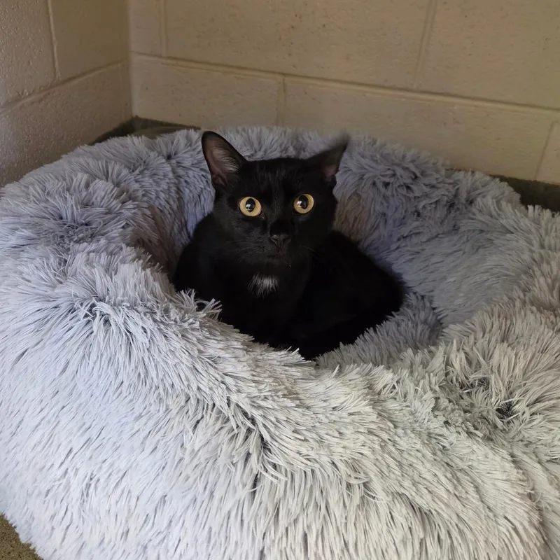 A young medium-sized female Black Domestic Short Hair cat named Tanya for adoption in Rocky Mount, VA
