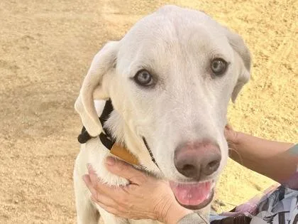 A young large-sized female White / Cream Mixed Breed dog named Dina for adoption in Georgetown, TX