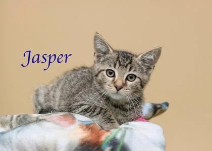 A baby small-sized male Domestic Short Hair cat named Jasper for adoption in Parma, OH